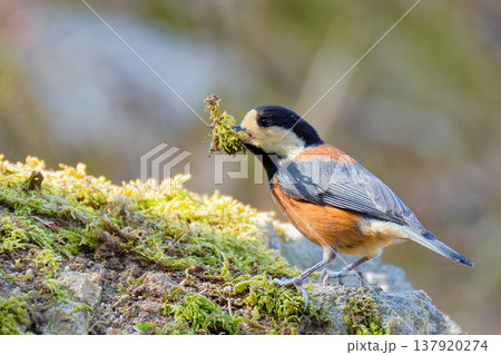 巣材集めのため地に降りたヤマガラ 137920274