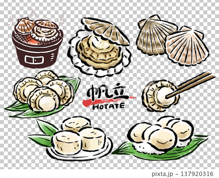 扇貝、貝類和菜餚-手繪插畫集,筆觸細膩 扇貝、貝類和菜餚-手繪插畫集,筆觸細膩 137920316