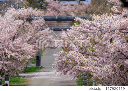 北海道岩内町、岩内神社参道の桜【5月】 北海道岩内町、岩内神社参道の桜【5月】 137920359