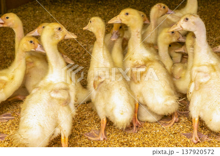アヒルのヒナ 飼育農場の様子 137920572