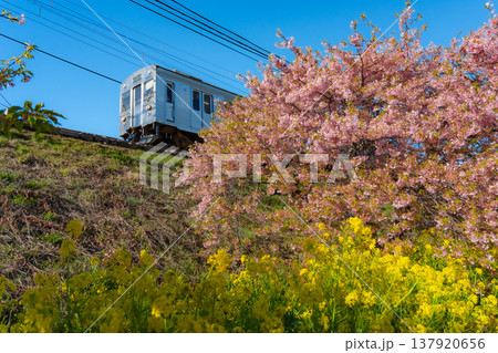 静岡河津町の河津桜と菜の花と鉄道 日本の風景 静岡河津町の河津桜と菜の花と鉄道 日本の風景 137920656