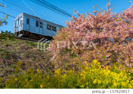 静岡河津町の河津桜と菜の花と鉄道 日本の風景 静岡河津町の河津桜と菜の花と鉄道 日本の風景 137920657