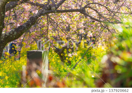 静岡河津町の河津桜と菜の花 日本の風景 静岡河津町の河津桜と菜の花 日本の風景 137920662