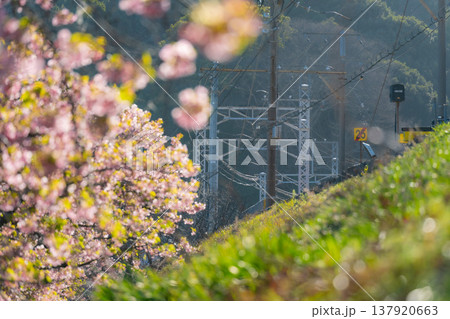 静岡河津町の河津桜と菜の花と線路 日本の風景 静岡河津町の河津桜と菜の花と線路 日本の風景 137920663