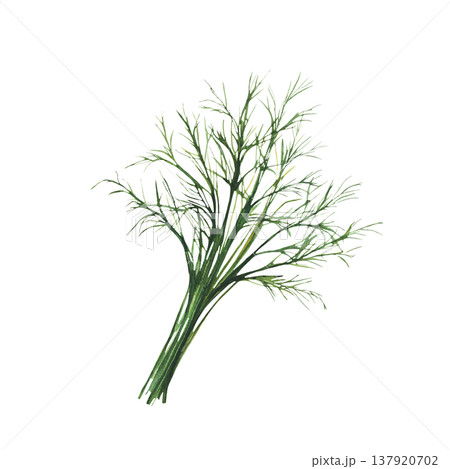 Fresh dill herbs branch, green spice. Watercolor hand drawing bunch of garden, kitchen fragrant seasoning. Realistic painted illustration for food cooking, menus and recipes. Isolated from background 137920702