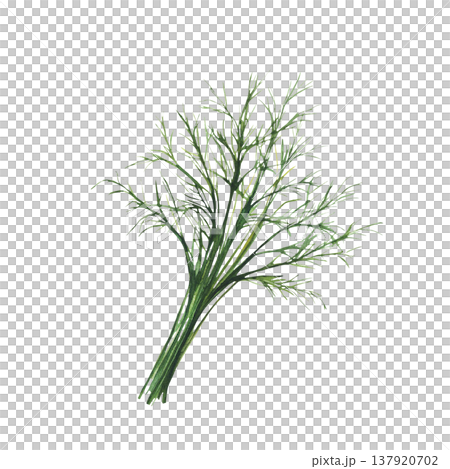 Fresh dill herbs branch, green spice. Watercolor hand drawing bunch of garden, kitchen fragrant seasoning. Realistic painted illustration for food cooking, menus and recipes. Isolated from background 137920702