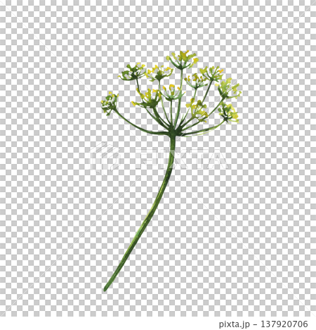 Twig of dill or fennel plant with green stem, flowers and seeds. Garden, kitchen fresh fragrant seasoning.Watercolor hand painted illustration for medical or culinary uses on isolated white background 137920706