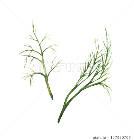 Watercolor dill herbs branches, green fragrant spice. Hand painting of bunch of garden, kitchen fresh or dry seasoning Illustration for for cooking, ingredient for receipt on Isolated white background 137920707