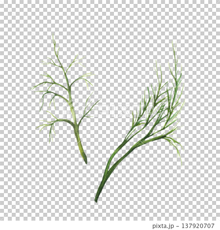 Watercolor dill herbs branches, green fragrant spice. Hand painting of bunch of garden, kitchen fresh or dry seasoning Illustration for for cooking, ingredient for receipt on Isolated white background 137920707