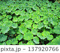 池に繁茂する蓮池 137920766