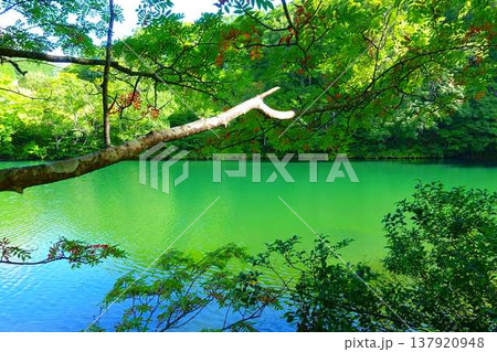 ドッコ沼　蔵王　新緑 137920948