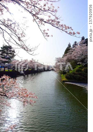 満開の桜 花筏 松が岬公園 さくら サクラ ソメイヨシノ 満開の桜 花筏 松が岬公園 さくら サクラ ソメイヨシノ 137920956