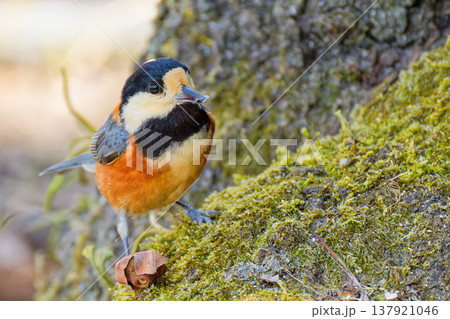 森の中にいるヤマガラ 137921046