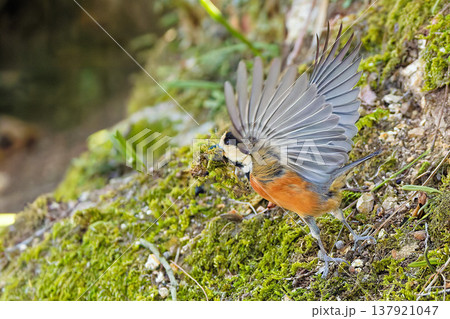 巣材を咥え飛び出すヤマガラ 137921047