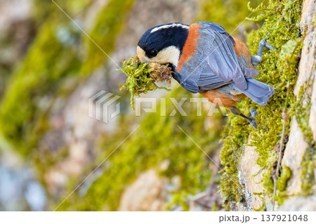 苔の付いた岩に留まるヤマガラ 137921048