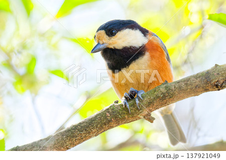 爪で木の実と枝を掴むヤマガラ 137921049