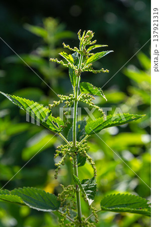Urtica dioica or stinging nettle, in the garden. Stinging nettle, a medicinal plant that is used as a bleeding, diuretic, antipyretic, wound healing, antirheumatic agent 137921319