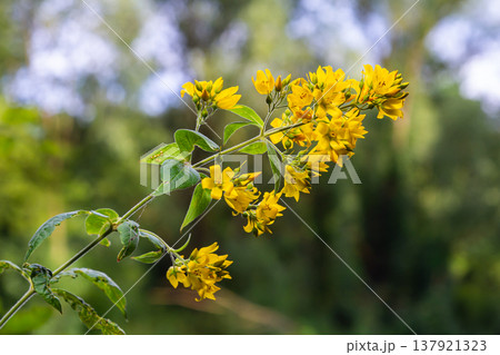 Lysimachia vulgaris flower, the garden loosestrife, yellow loosestrife, or garden yellow loosestrife, blooming in summer 137921323