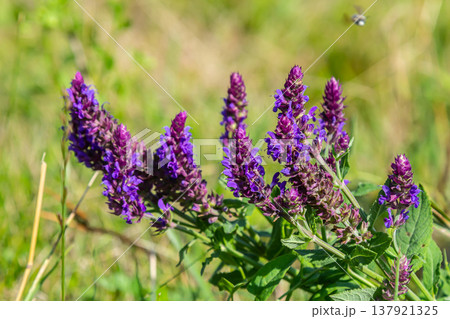 Salvia nemorosa, forest sage, beautiful bright color, violet blue flowers in bloom, muscadine flowering ornamental plants in the garden 137921325