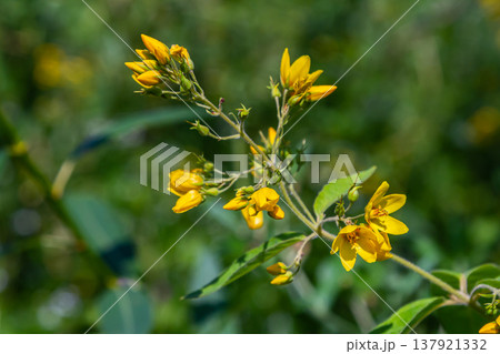 Lysimachia vulgaris flower, the garden loosestrife, yellow loosestrife, or garden yellow loosestrife, blooming in summer. Beautiful yellow floral background 137921332
