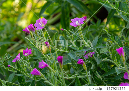 willow-herb epilobium hirsutum during flowering. Medicinal plant with red flowers 137921333