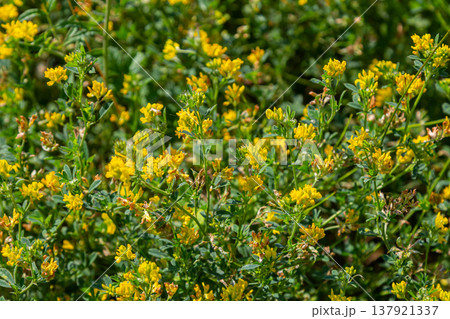 Medicago falcata, plant species of the genus Medicago. It is native to much of Europe and Asia Medicago falcata, plant species of the genus Medicago. It is native to much of Europe and Asia 137921337
