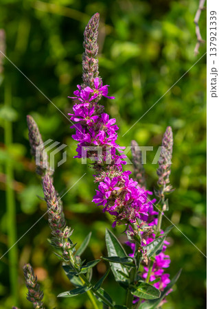 Purple loosestrife Lythrum salicaria inflorescence. Flower spike of plant in the family Lythraceae, associated with wet habitats 137921339