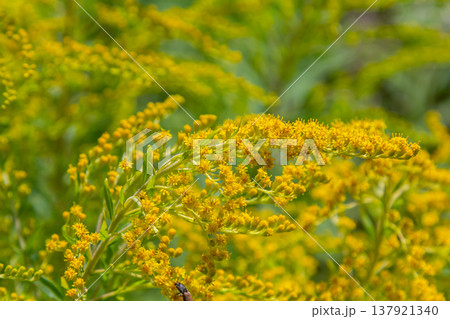 Canadian goldenrod, cluster of small yellow flower heads, close up. Solidago canadensis or brendiae is an ornamental perennial herb, herbaceous flowering plant of the family Asteraceae, Compositae Canadian goldenrod, cluster of small yellow flower heads, close up. Solidago canadensis or brendiae is an ornamental perennial herb, herbaceous flowering plant of the family Asteraceae, Compositae 137921340