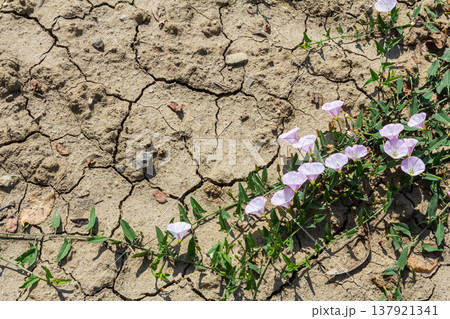 Field bindweed or Convolvulus arvensis European bindweed Creeping Jenny Possession vine herbaceous perennial plant with open and closed white flowers surrounded with dense green leaves 137921341