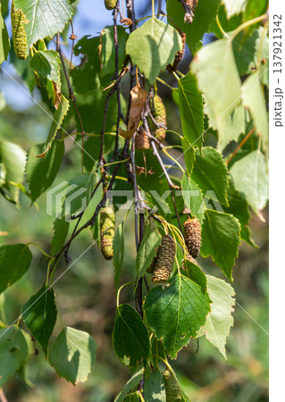 Detail of leafs and blossom of Betula pendula tree, silver birch Detail of leafs and blossom of Betula pendula tree, silver birch 137921342