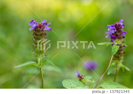Prunella Vulgaris makro single natural flower, medicinal herbs nature background 137921345