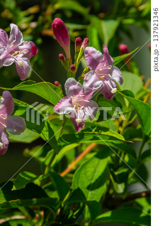 Weigela Bristol Ruby red flowers - Latin name - Weigela florida Bristol Ruby 137921346