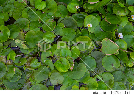 Hydrocharis morsus-ranae, frogbit, is a flowering plant belonging to the genus Hydrocharis in the family Hydrocharitaceae. It is a small floating plant resembling a small water lily Hydrocharis morsus-ranae, frogbit, is a flowering plant belonging to the genus Hydrocharis in the family Hydrocharitaceae. It is a small floating plant resembling a small water lily 137921351
