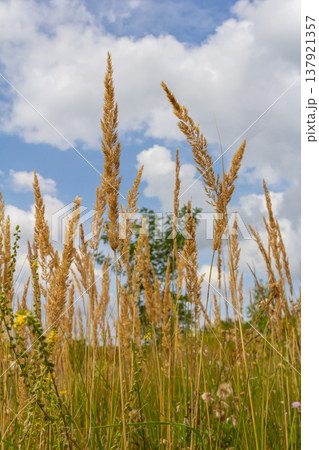 Inflorescence of wood small-reed Calamagrostis epigejos on a meadow Inflorescence of wood small-reed Calamagrostis epigejos on a meadow 137921357