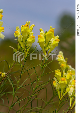 Flaxseed or wild snapdragon Linaria vulgaris is a medicinal herb. Wildflowers inflorescence Flaxseed or wild snapdragon Linaria vulgaris is a medicinal herb. Wildflowers inflorescence 137921360