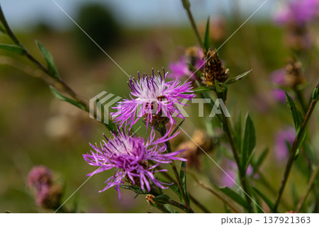 Blooming meadow knapweed, Centaurea jacea, on the meadow Blooming meadow knapweed, Centaurea jacea, on the meadow 137921363