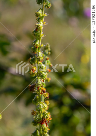 Common agrimony seeds, Latin name Agrimonia eupatoria 137921366