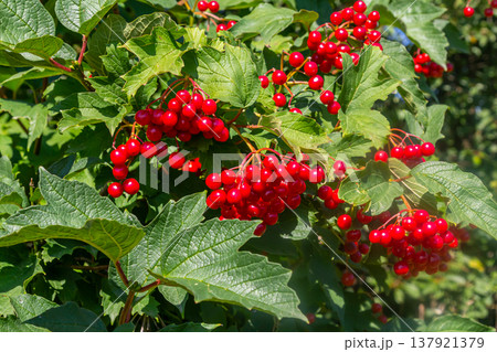 Viburnum ordinary , or Viburnum red Viburnum opulus is a deciduous woody plant in autumn Viburnum ordinary , or Viburnum red Viburnum opulus is a deciduous woody plant in autumn 137921379