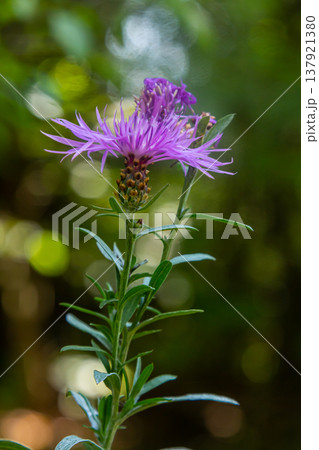Blooming meadow knapweed, Centaurea jacea, on the meadow 137921380