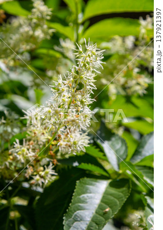 Wild cucumber, Echinocystis lobata white flowers closeup selective focus 137921397
