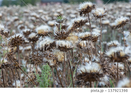Milk thistle seed head - Latin name - Silybum marianum 137921398