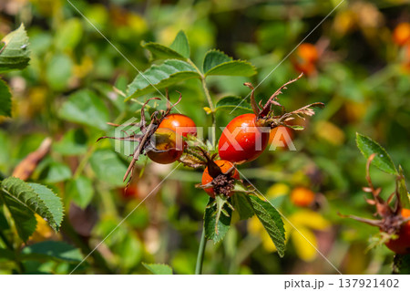 Red dog rose berries in autumn season. Many Red rosehip fruits and green leaves in sunny day Red dog rose berries in autumn season. Many Red rosehip fruits and green leaves in sunny day 137921402