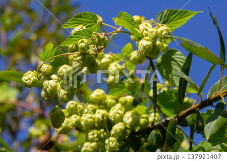 Hops flowers, of the hop plant Humulus lupulus, for beer production growing in the Bavaria by the Danube river on a sunny day Hops flowers, of the hop plant Humulus lupulus, for beer production growing in the Bavaria by the Danube river on a sunny day 137921407