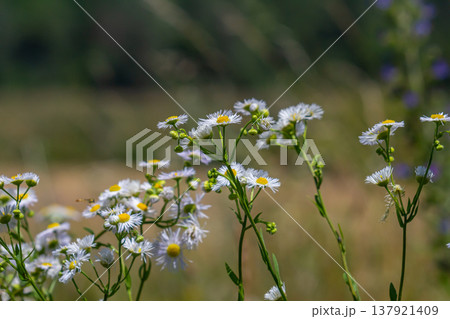 Erigeron annuus known as annual fleabane, daisy fleabane, or eastern daisy fleabane Erigeron annuus known as annual fleabane, daisy fleabane, or eastern daisy fleabane 137921409