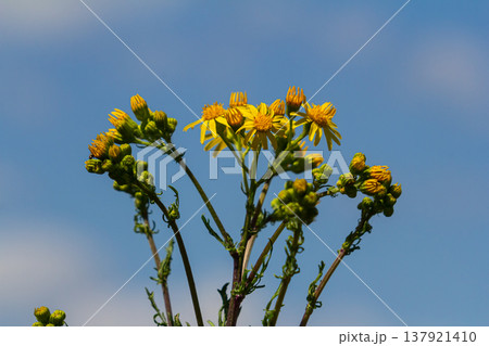 Wild plant Jacobaea vulgaris in the forest meadow. Known as ragwort, stinking Willie or tansy ragwort. Yellow delicate flower on a green background Wild plant Jacobaea vulgaris in the forest meadow. Known as ragwort, stinking Willie or tansy ragwort. Yellow delicate flower on a green background 137921410