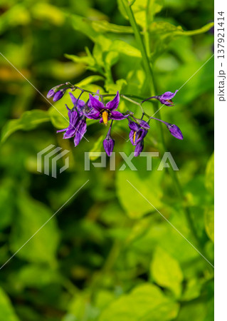 Bittersweet nightshade Solanum dulcamara flowers and buds with leaves. Place for text 137921414