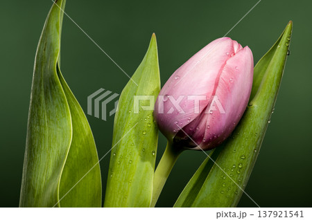 Close Up Pink Tulip Bud With Water Drops On Green Background Close Up Pink Tulip Bud With Water Drops On Green Background 137921541