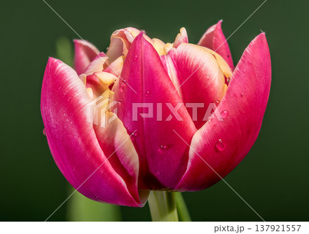 Vibrant Magenta Tulip Flower Bloom With Dew On Green Background 137921557