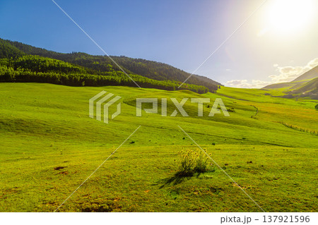 Rolling green hills with scattered trees and flowering plants 137921596