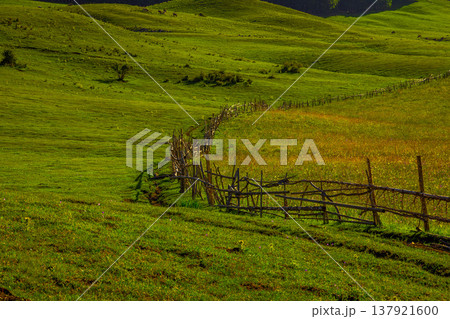 Multiple deer grazing near wooden fence in serene pasture Multiple deer grazing near wooden fence in serene pasture 137921600